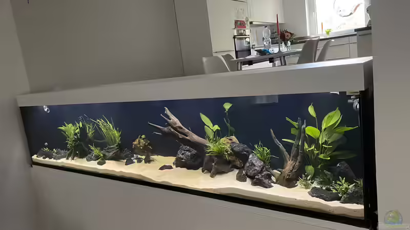 Aquarium 875 Liter Südamerika-Gesellschaft von Baron Zelle (5)