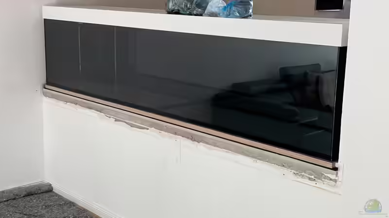 Aquarium 875 Liter Südamerika-Gesellschaft von Baron Zelle (6)