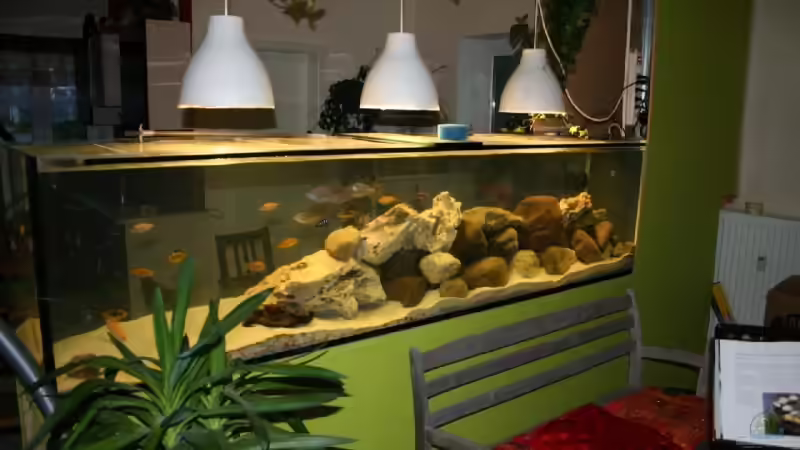 Aquarium 900l Malawi Raumteiler von roybaer (2)