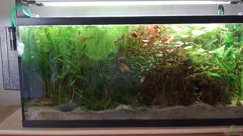 Aquarium 90L Sonnensturm von KRWLNG (2)
