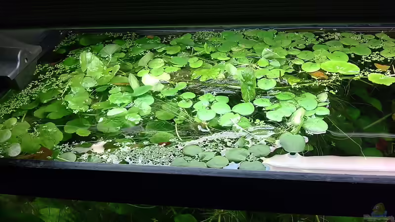 Aquarium 90L Sonnensturm von KRWLNG (4)