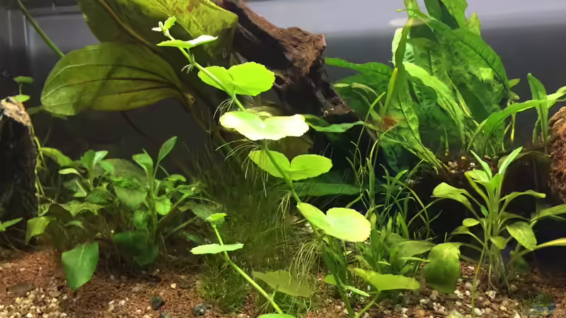 Aquarium 96er von Jockelberryfin (2)