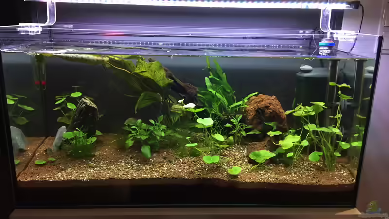 Aquarium 96er von Jockelberryfin (6)