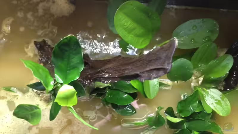 Aquarium A small one for the little one (aufgelöst) von der Steirer (12)