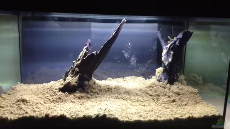 Aquarium A small one for the little one (aufgelöst) von der Steirer (14)