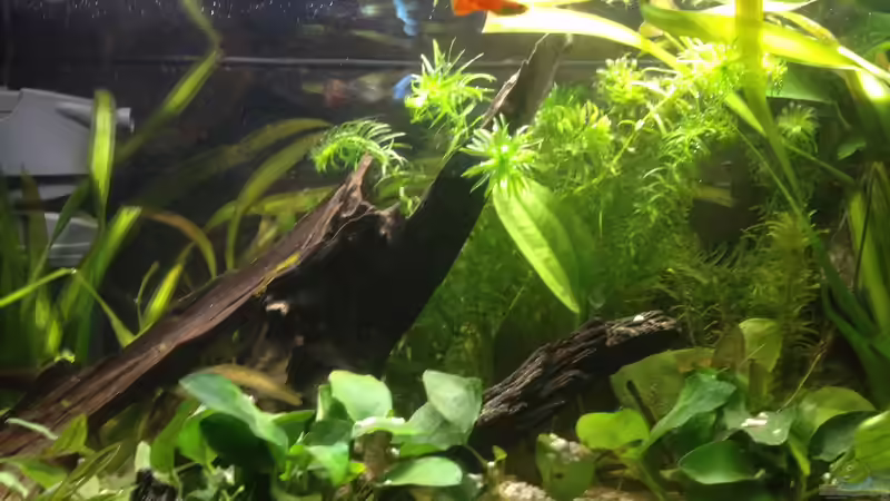 Aquarium A small one for the little one (aufgelöst) von der Steirer (3)