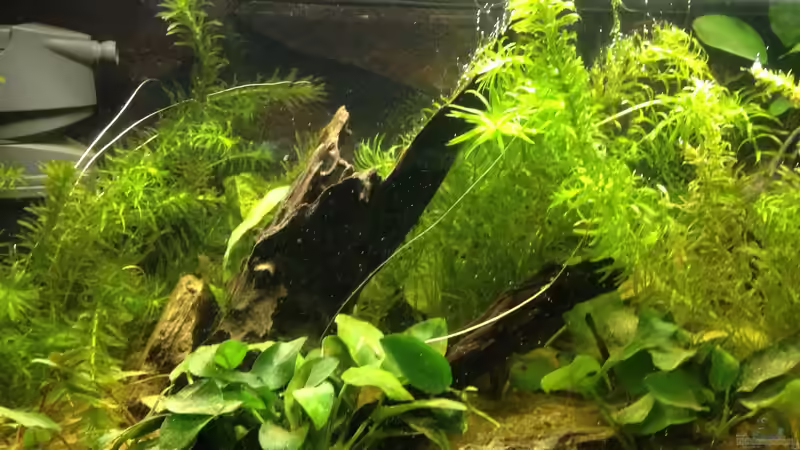 Aquarium A small one for the little one (aufgelöst) von der Steirer (4)