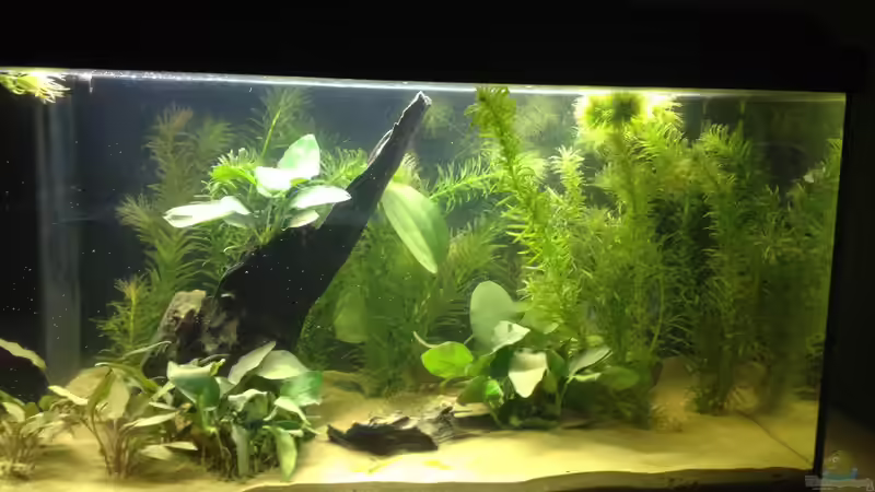 Aquarium A small one for the little one (aufgelöst) von der Steirer (5)