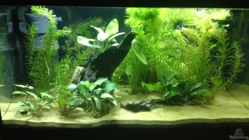 Aquarium A small one for the little one (aufgelöst) von der Steirer (6)