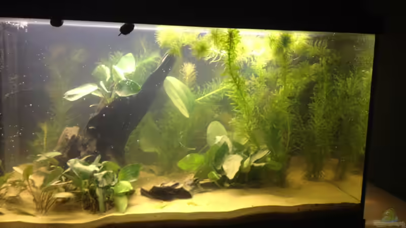 Aquarium A small one for the little one (aufgelöst) von der Steirer (7)