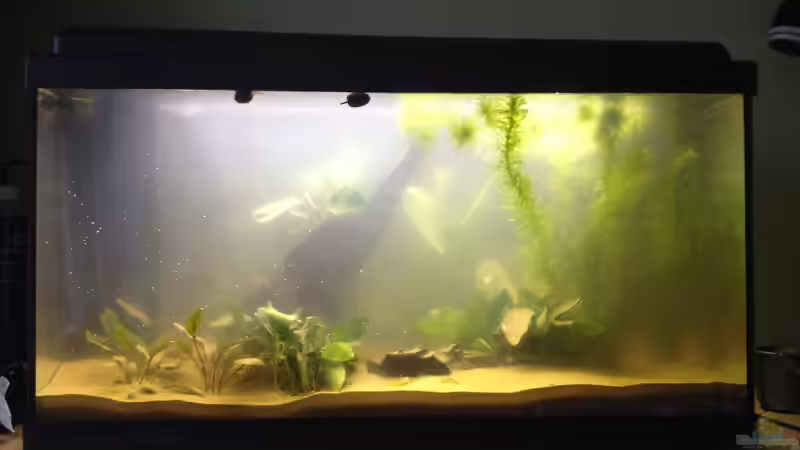 Aquarium A small one for the little one (aufgelöst) von der Steirer (8)