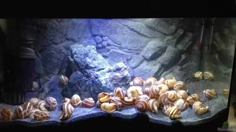 Aquarium a small one for the little one part II (aufgelöst) von der Steirer (10)