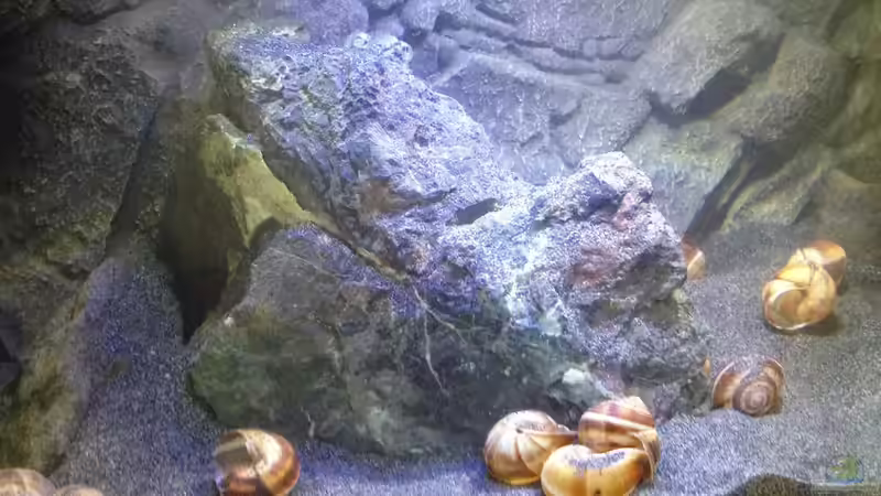 Aquarium a small one for the little one part II (aufgelöst) von der Steirer (12)