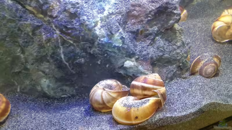 Aquarium a small one for the little one part II (aufgelöst) von der Steirer (13)