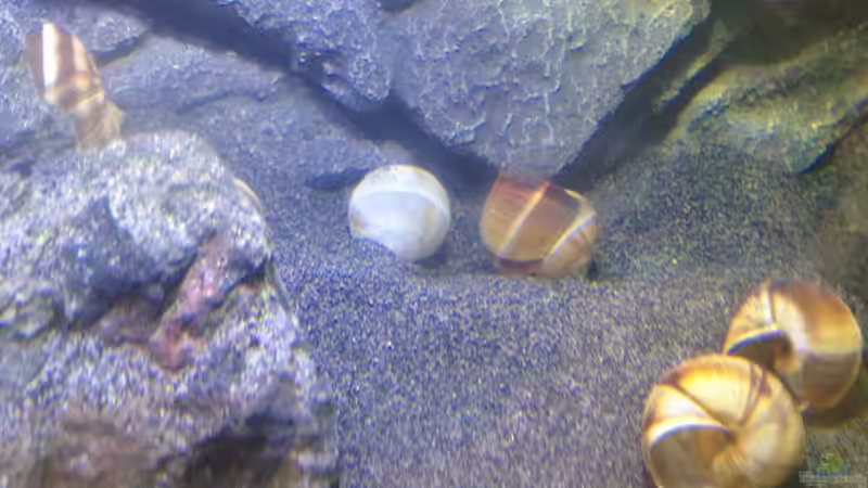 Aquarium a small one for the little one part II (aufgelöst) von der Steirer (16)