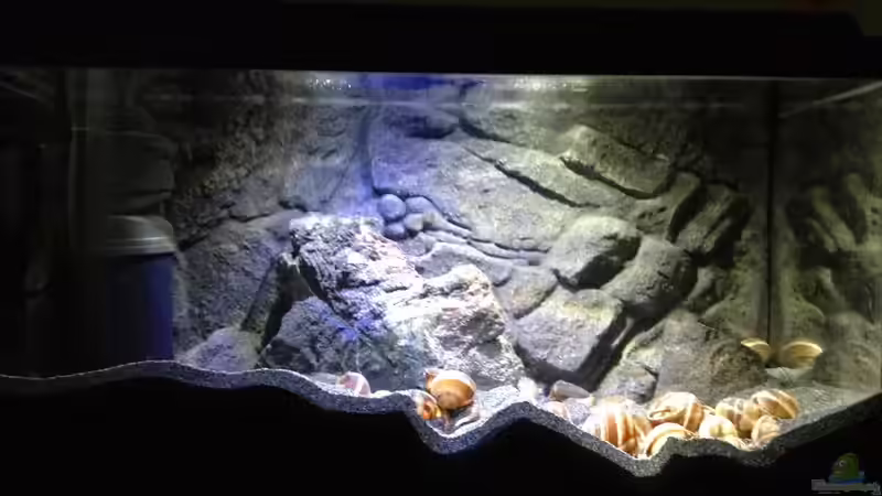 Aquarium a small one for the little one part II (aufgelöst) von der Steirer (7)