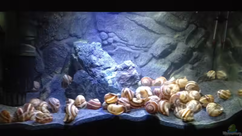 Aquarium a small one for the little one part II (aufgelöst) von der Steirer (8)