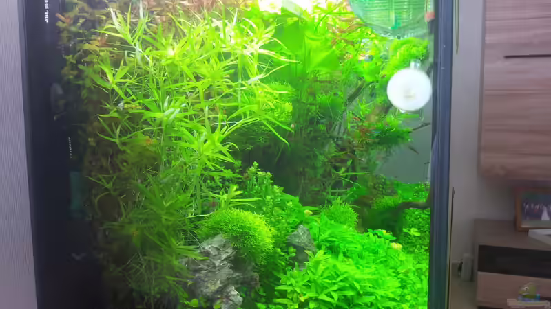 Aquarium a touch of nature von Panamericana85 (10)