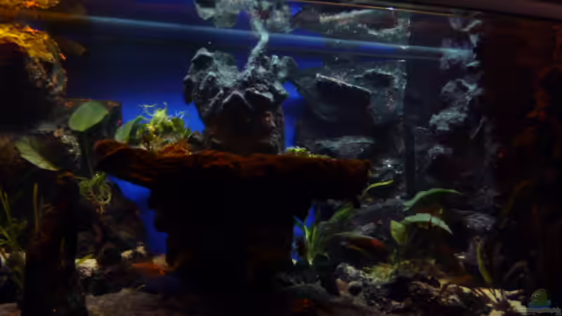 Aquarium Abenteuerland von Couro (10)