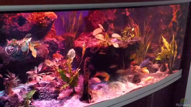Aquarium Abenteuerland von Couro (11)