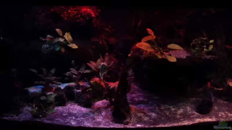 Aquarium Abenteuerland von Couro (12)