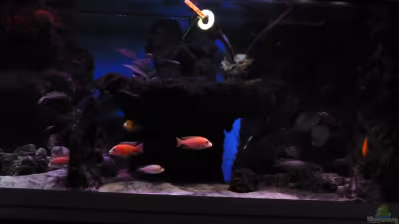 Aquarium Abenteuerland von Couro (13)