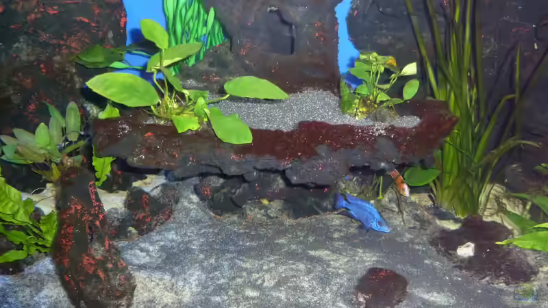 Aquarium Abenteuerland von Couro (6)