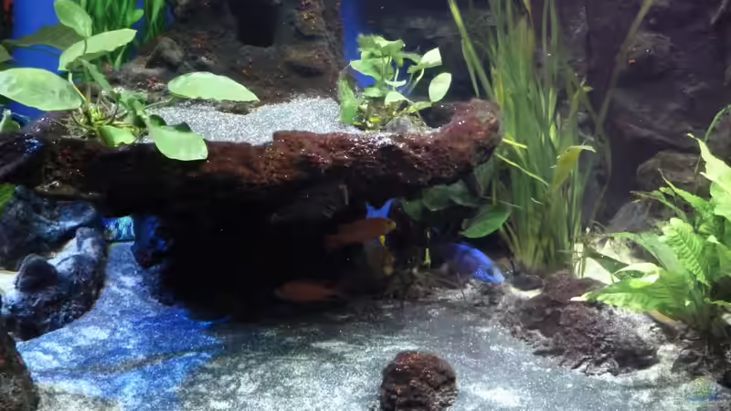 Aquarium Abenteuerland von Couro (7)