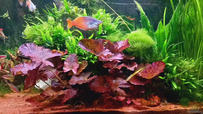 Aquarium Acero Gesellschaft von Acero (10)