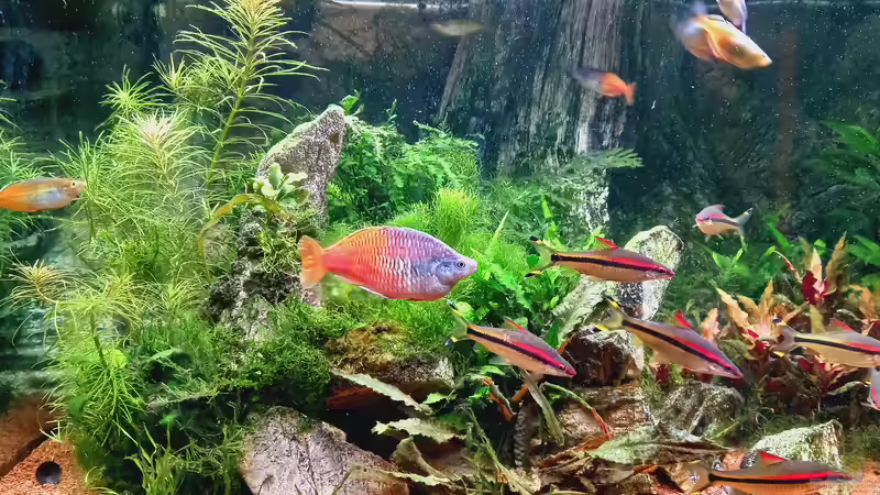 Aquarium Acero Gesellschaft von Acero (11)