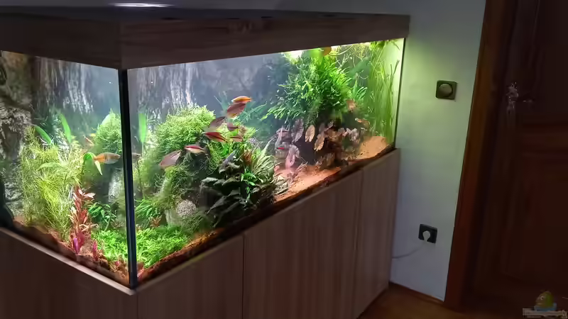 Aquarium Acero Gesellschaft von Acero (14)