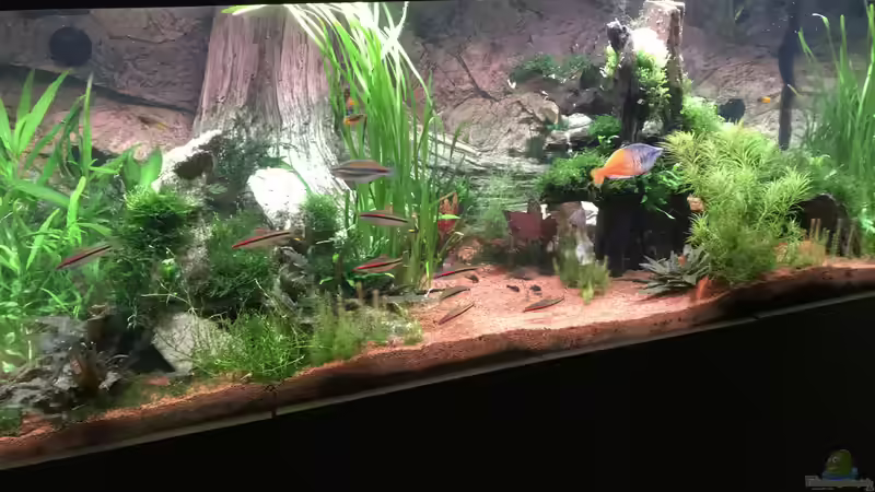 Aquarium Acero Gesellschaft von Acero (5)