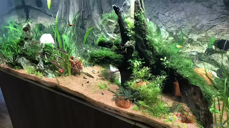 Aquarium Acero Gesellschaft von Acero (6)