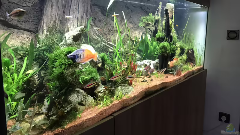 Aquarium Acero Gesellschaft von Acero (7)