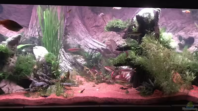 Aquarium Acero Gesellschaft von Acero (9)
