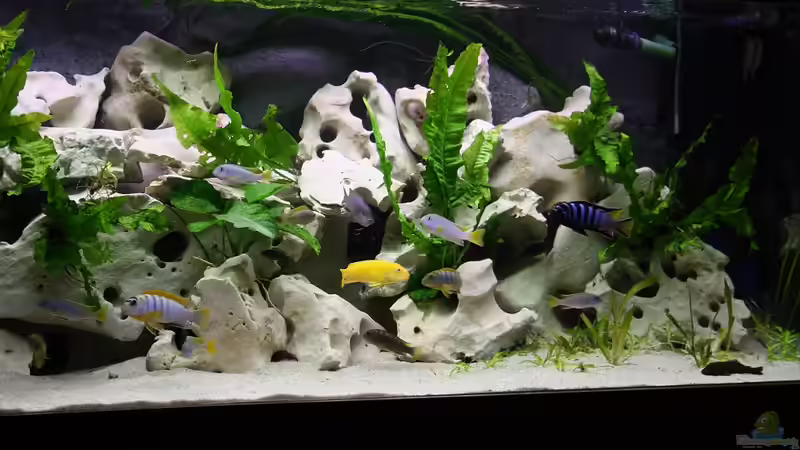 Aquarium @ce`s 325 L von African  Guy (2)