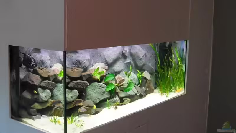 Aquarium @ce`s 325 L von African  Guy (6)