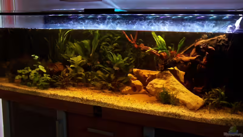 Aquarium Acuario de Tina von TinaAqua (10)