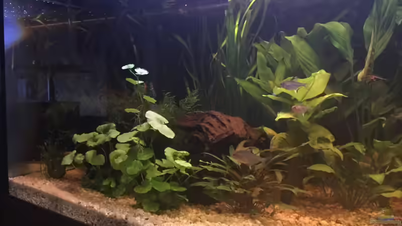 Aquarium Acuario de Tina von TinaAqua (11)