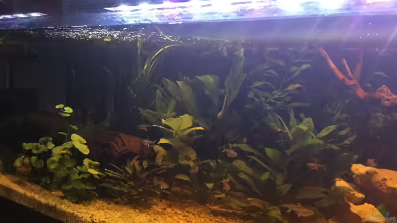 Aquarium Acuario de Tina von TinaAqua (12)