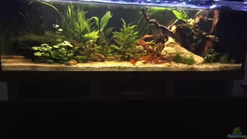 Aquarium Acuario de Tina von TinaAqua (2)