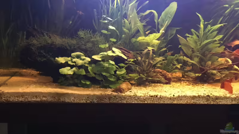 Aquarium Acuario de Tina von TinaAqua (3)