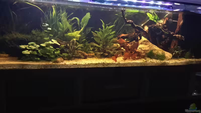 Aquarium Acuario de Tina von TinaAqua (4)