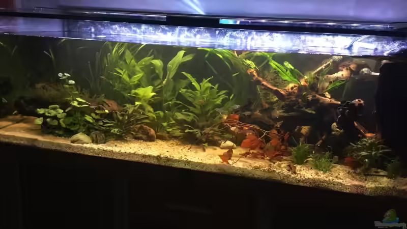 Aquarium Acuario de Tina von TinaAqua (5)