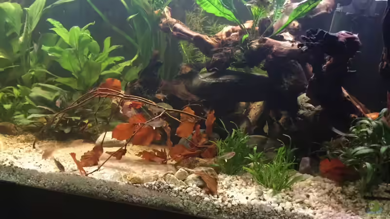 Aquarium Acuario de Tina von TinaAqua (6)