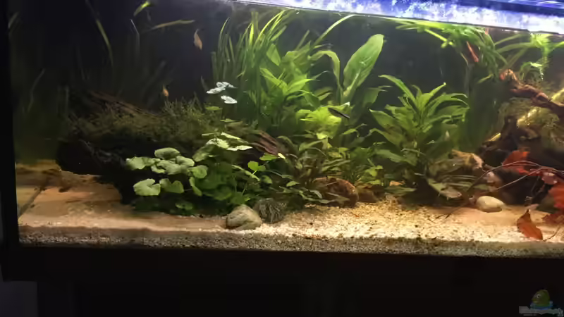 Aquarium Acuario de Tina von TinaAqua (8)
