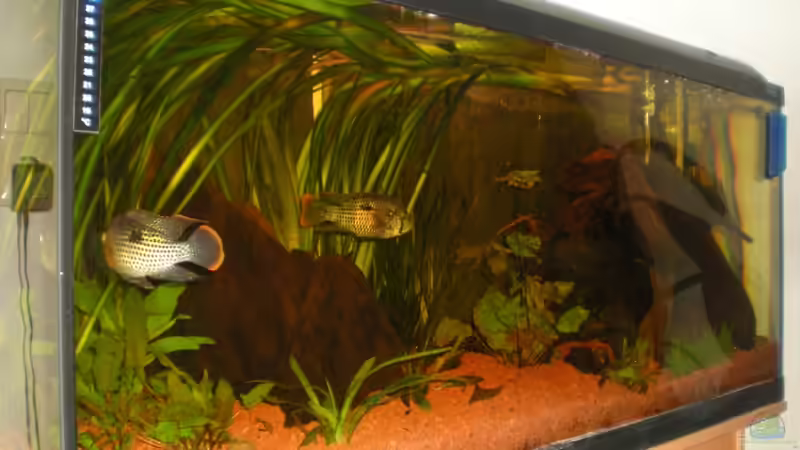 Aquarium Aequidens rivulatus von Stefan Kinter (3)