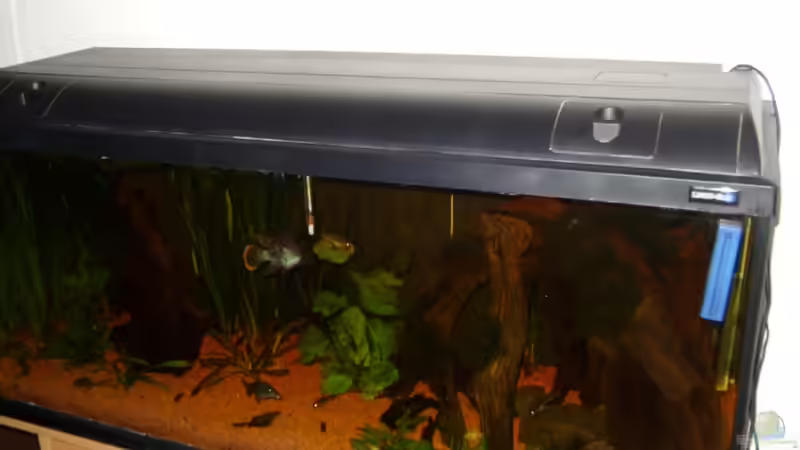 Aquarium Aequidens rivulatus von Stefan Kinter (5)