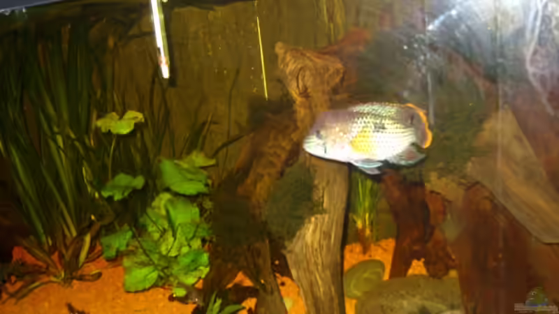 Aquarium Aequidens rivulatus von Stefan Kinter (6)