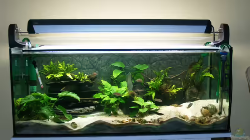 Aquarium Aestuarium Tanganicanum von Algernon (2)